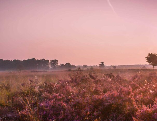 wandelen op de heide - huisje huren- Logement in het boz